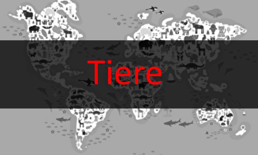 Reitkleidung muss nicht teuer sein!